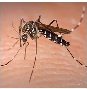 Manatee County Confirms Dengue Fever Case as Florida Reports More Than 400 Local Infections