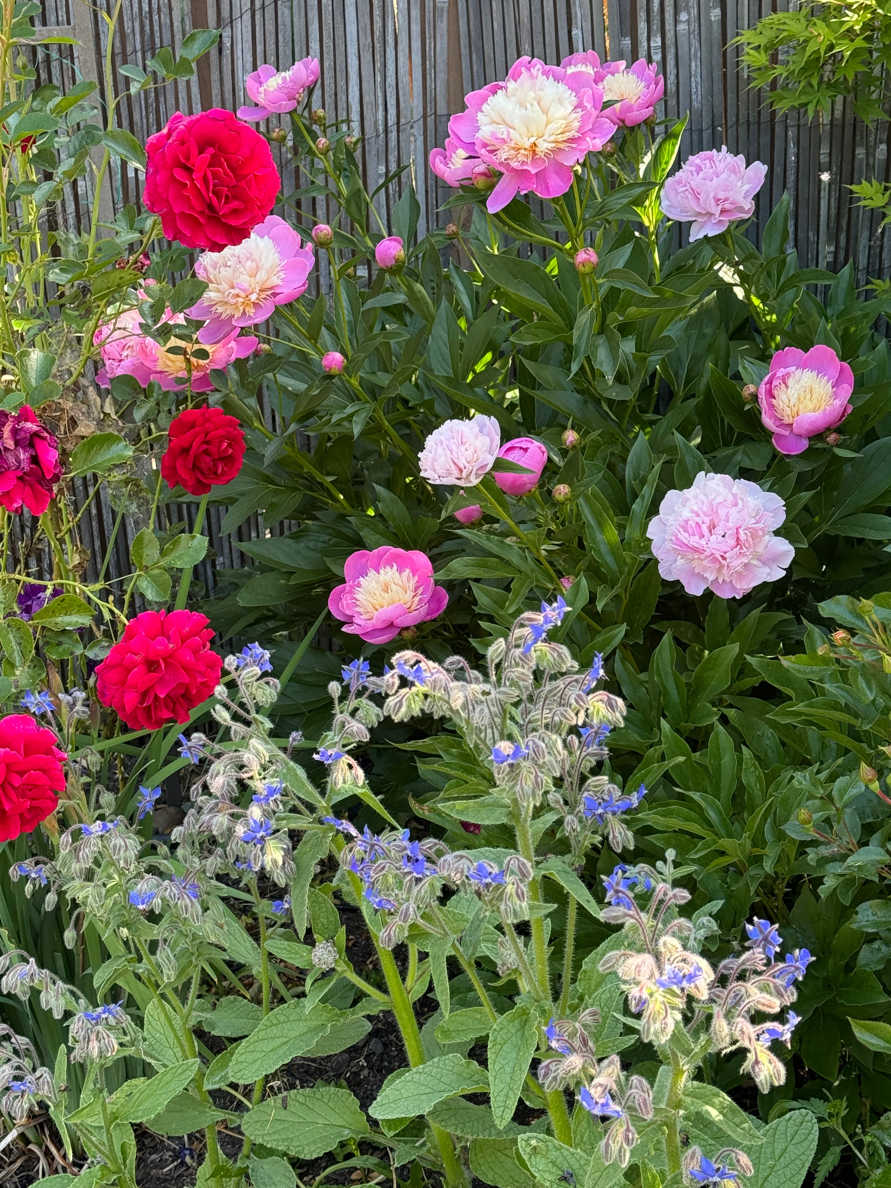 Soul Restoring: Gardening and Flowers - by Suzanne Sky