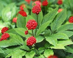 Ginseng Seeds Panax Ginseng Seeds Chinese Ginseng Seeds Red Ginseng Seeds  Chinese Red Ginseng Seeds Asian Ginseng Seeds - Etsy