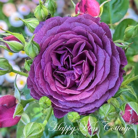 Three images of blue and purple roses with green leaves.