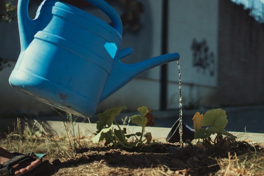 blue watering can on brown dried leaves