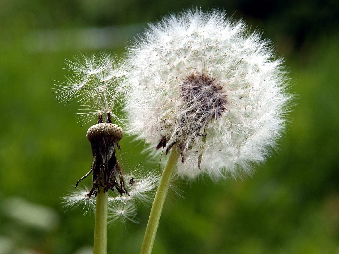 Planting Seeds Of Dandelion - Tips For Propagating ... Planting Seeds Of Dandelion - Tips For Propagating ...