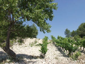 Stony vineyards at Domaine de Trevallon. Aix-en-Provence, during my June 2002 visit. Stony vineyards at Domaine de Trevallon. Aix-en-Provence, during my June 2002 visit.