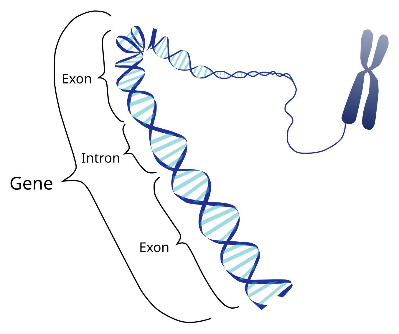 Diagram of a chromosome highlighting introns and exons along a gene segment on the DNA strand Diagram of a chromosome highlighting introns and exons along a gene segment on the DNA strand