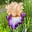 Unjabbed Oregonlady's avatar
