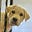 Training Pups's avatar