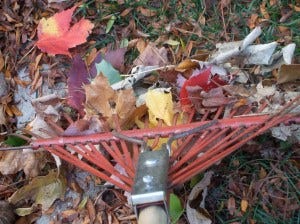 leaf raking blustery