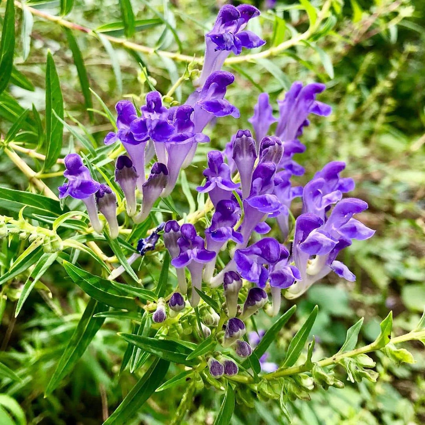 Amazon.com : Scutellaria Baicalensis Seeds Baikal Skullcap Perennial  Herbaceous Garden Beds Borders Outdoor 50Pcs Herb Seeds by YEGAOL Garden :  Patio, ...