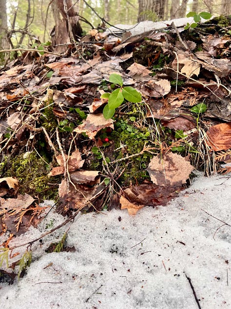 Waxy green leaves poking out of snow and surrounded by dry deciduous leaves.