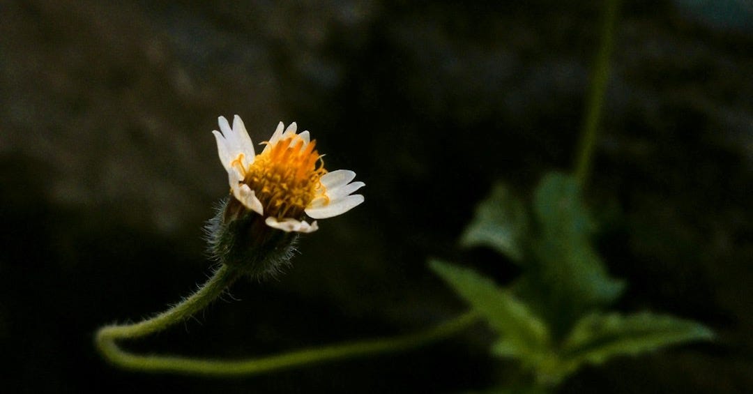 a small white and orange flower sitting on top of a rock