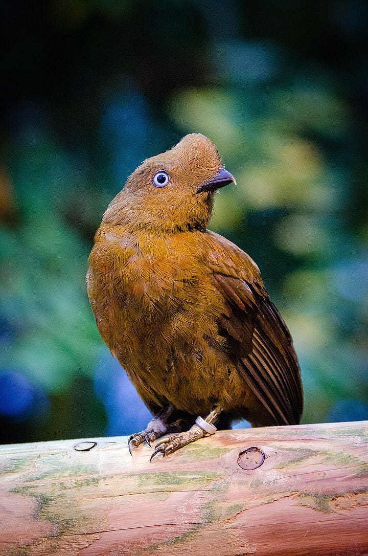 Male and female Andean cock-of-the-rock