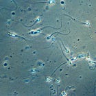 mRNA vaccines affects sperm up to 150 days