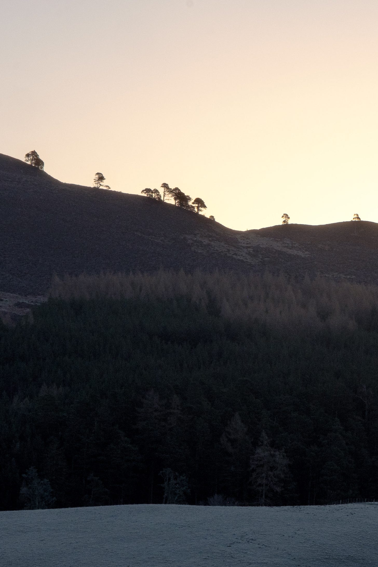 A cluster of trees sits closely together along the base of a smooth hill, surrounded by a landscape dusted with frost. The way the forest hugs the hillside gives the impression that the trees are sheltering one another. The image has soft colours and a grainy quality, creating a quiet, timeless atmosphere.