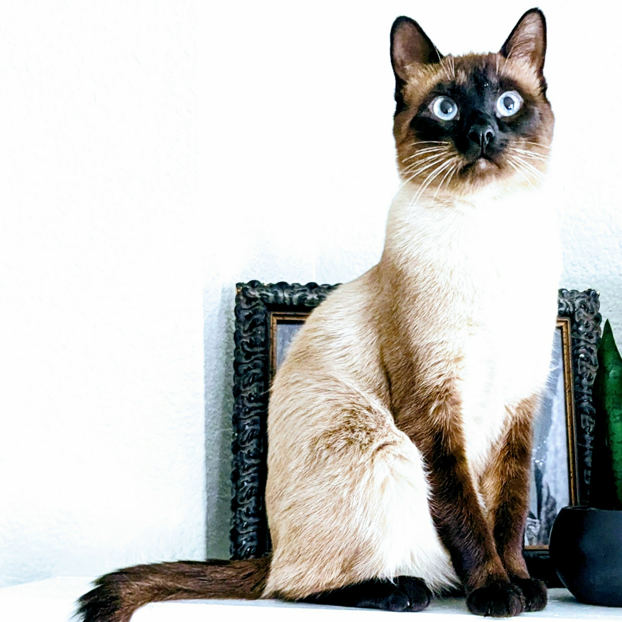 Ally Campanozzi : A Word Emporium