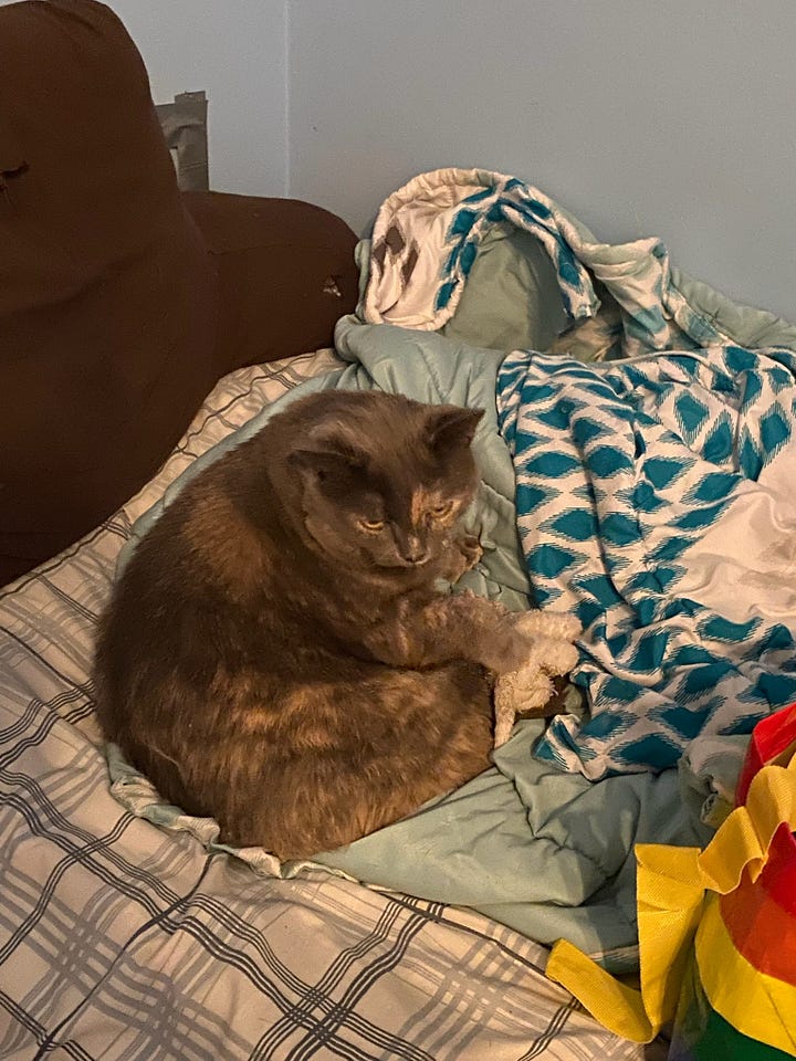 Seven photos of Dilly, a dilute tortoiseshell cat, in various poses.