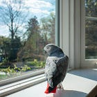 Avoid window collisions inside your home