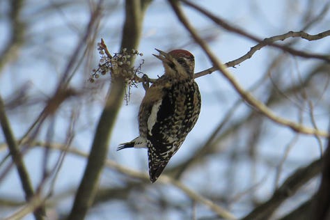 Black-capped Chickadee, White-throated Sparrow, Yellow-bellied Sapsucker