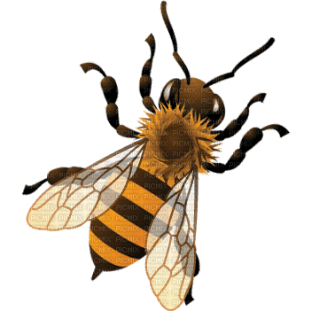 honey bee bp - GIF animado grátis - PicMix
