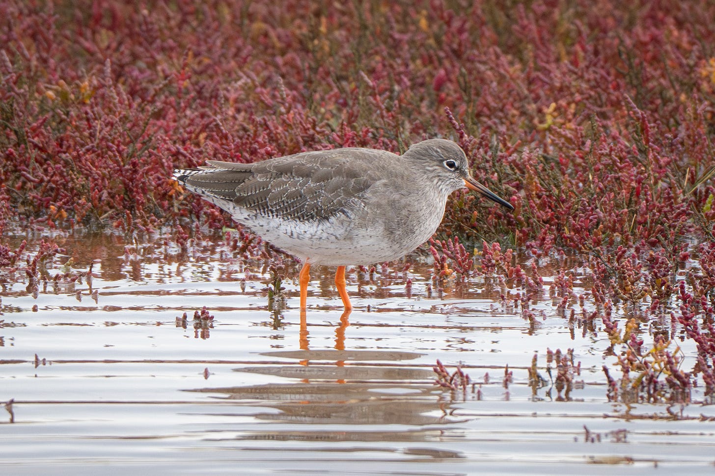 A Redshank showing off its bright orange legs and its black-tipped orange beak