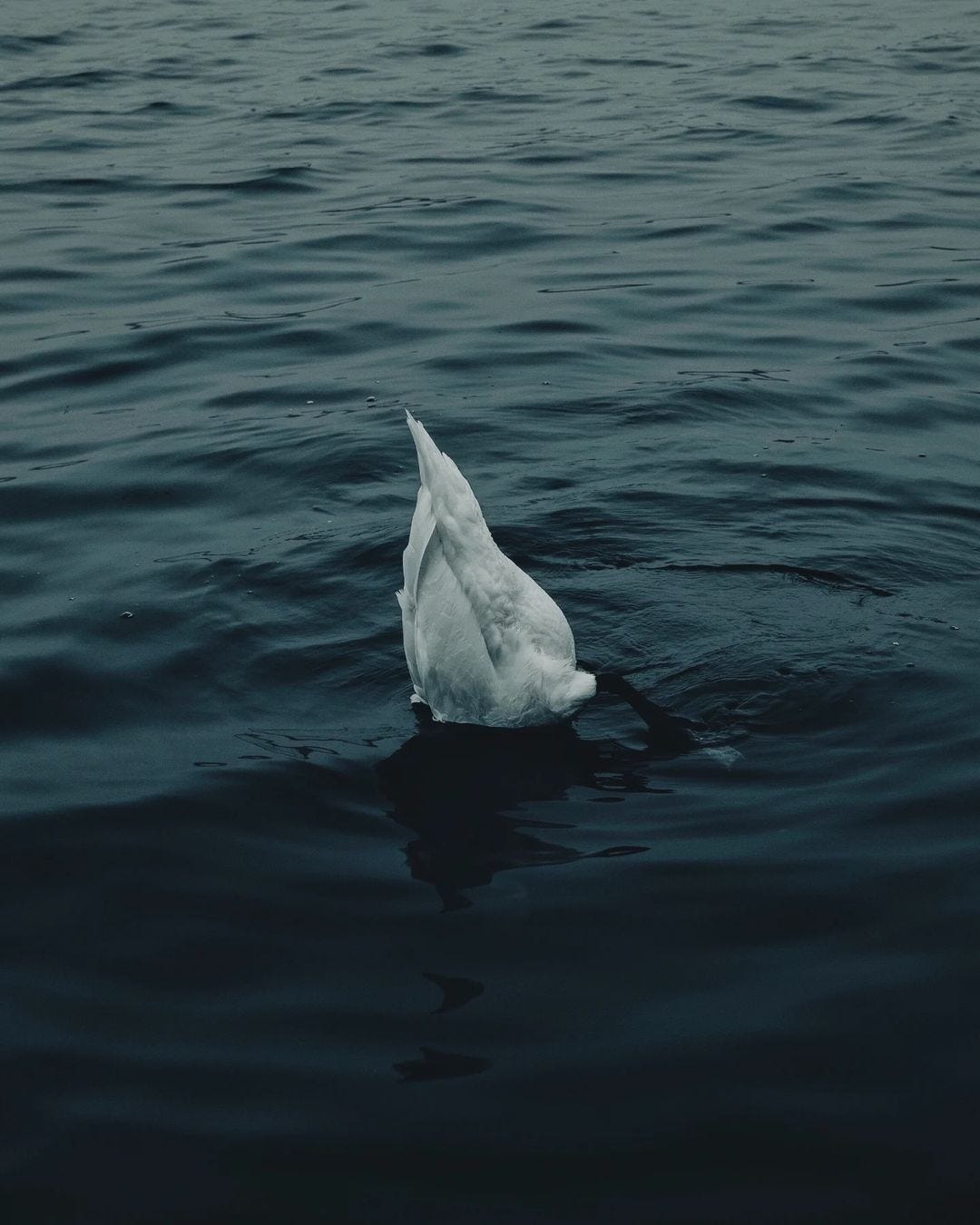 An Instagram  post added on Nov 22, 2024. The author is @thenetherlandsdiary. May present: sea.