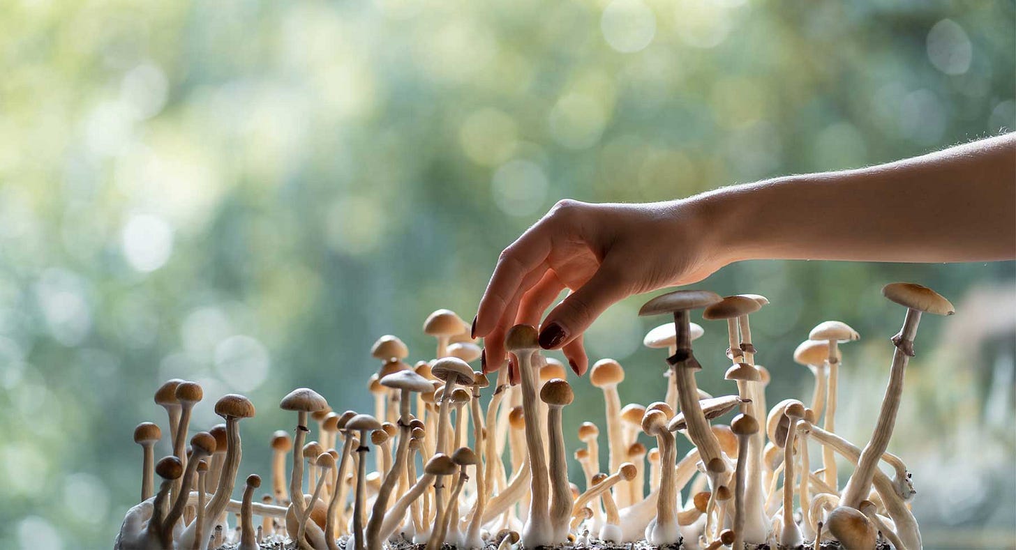 How 'Magic Mushrooms' Could Help Parkinson's Disease Patients | UC San  Francisco