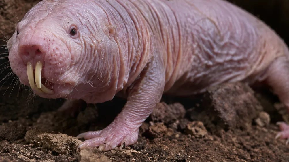 A naked mole rat, a natural longevity champion A naked mole rat, a natural longevity champion