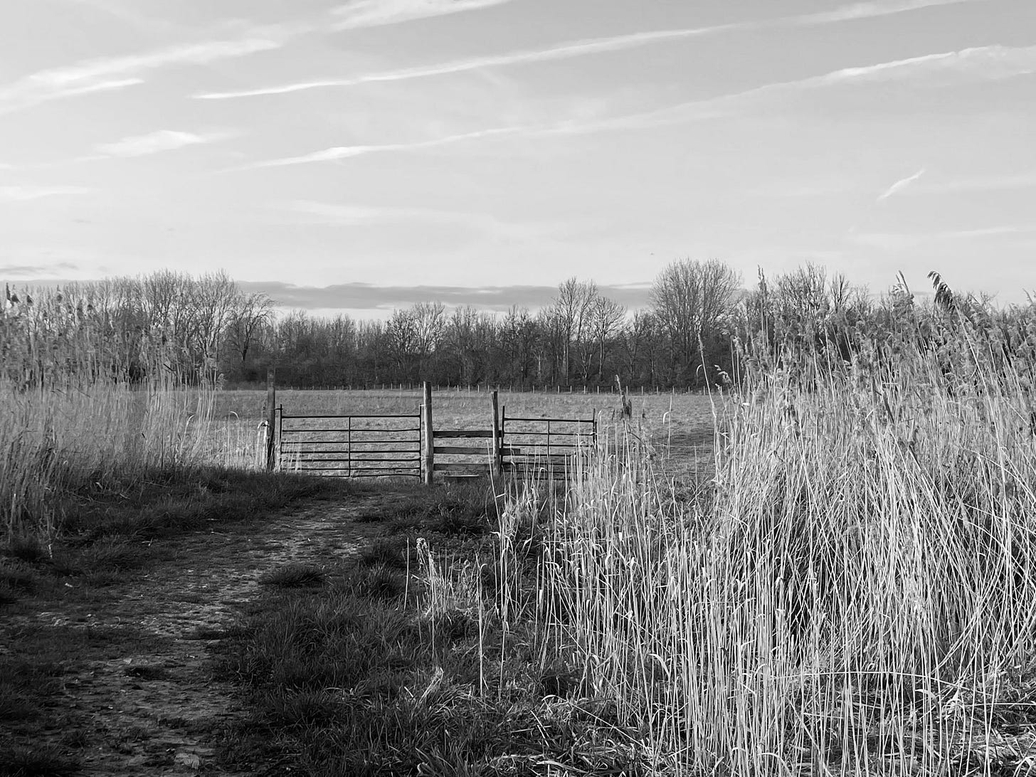 A path lined with light reeds leading to a fence and field, all in greys