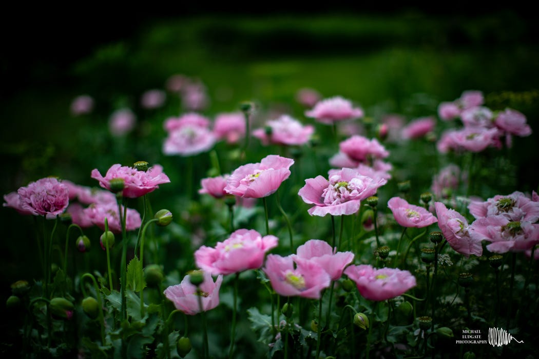 Poppies Poppies