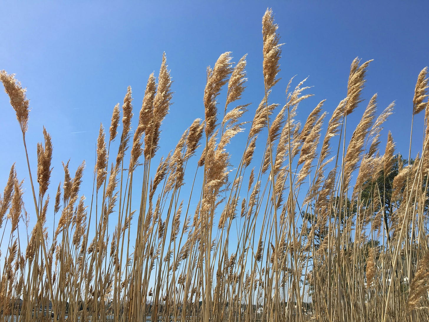 Sea wheat waves in the foreground; bright blue sky in the background