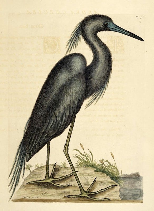 A drawing of a black bird with a long black beak and long black body. It is depicted standing on the water’s edge.