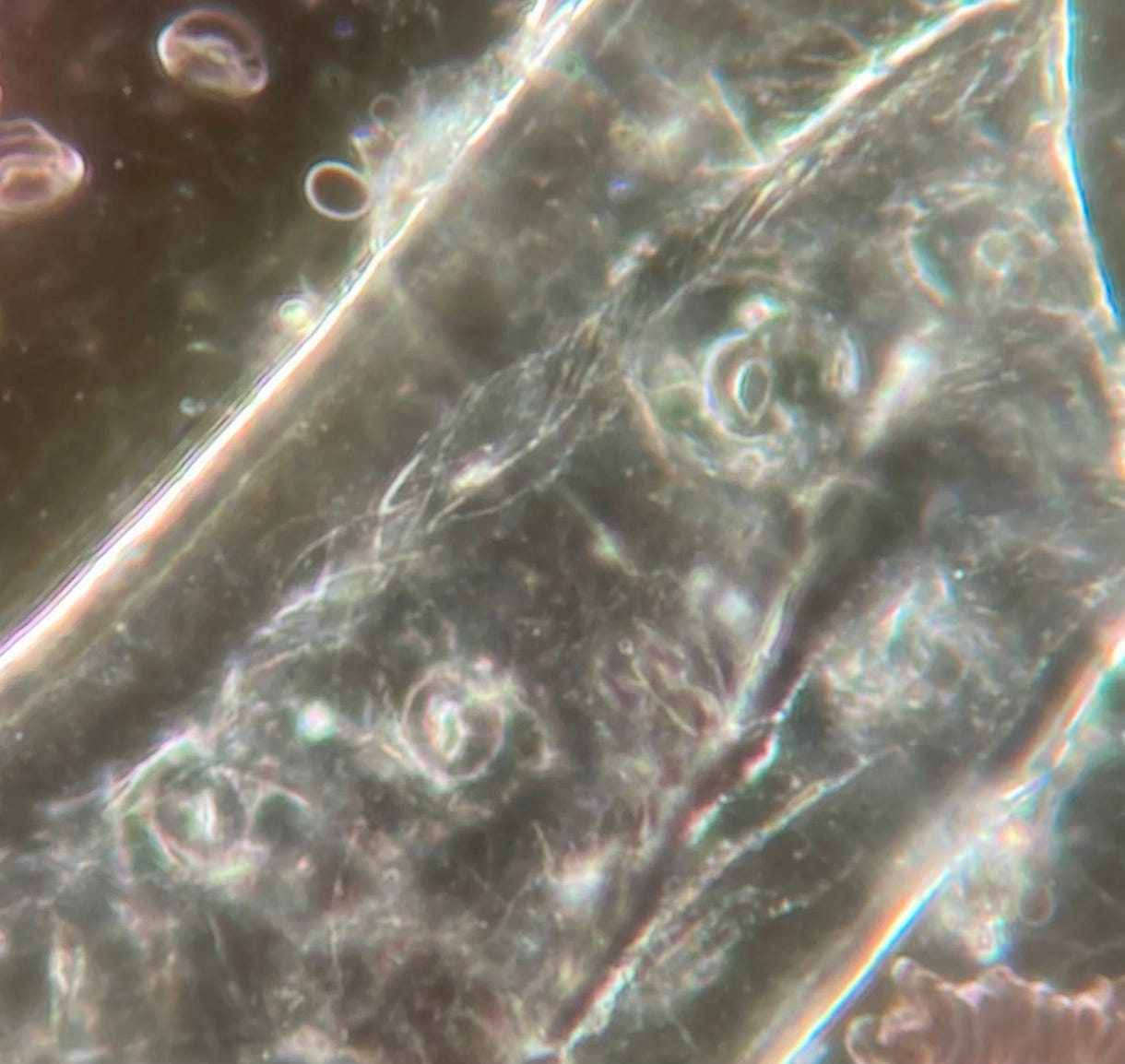 Hydrogel fiber with entrapped erythrocytes...