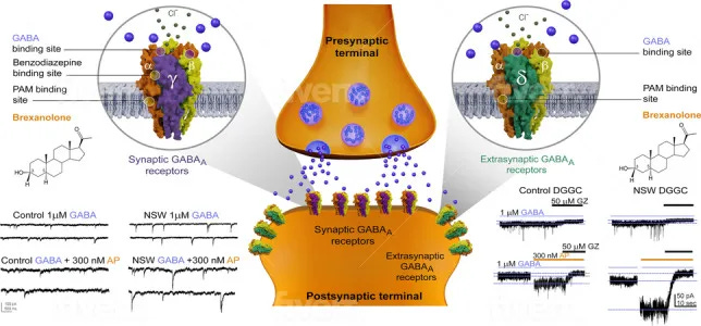 illustration of potential mechanisms of brexanolone (allopregnanolone) action in the brain. Like other neurosteroids, BX binds to synaptic (γ2 subunit-containing) and extrasynaptic (δ subunit-containing) GABA-A receptors, including those that contain α4 and α6 subunits that are insensitive to benzodiazepines or those that lack the γ2 subunit necessary for benzodiazepine sensitivity. (Reddy 2023). progesterone for sleep