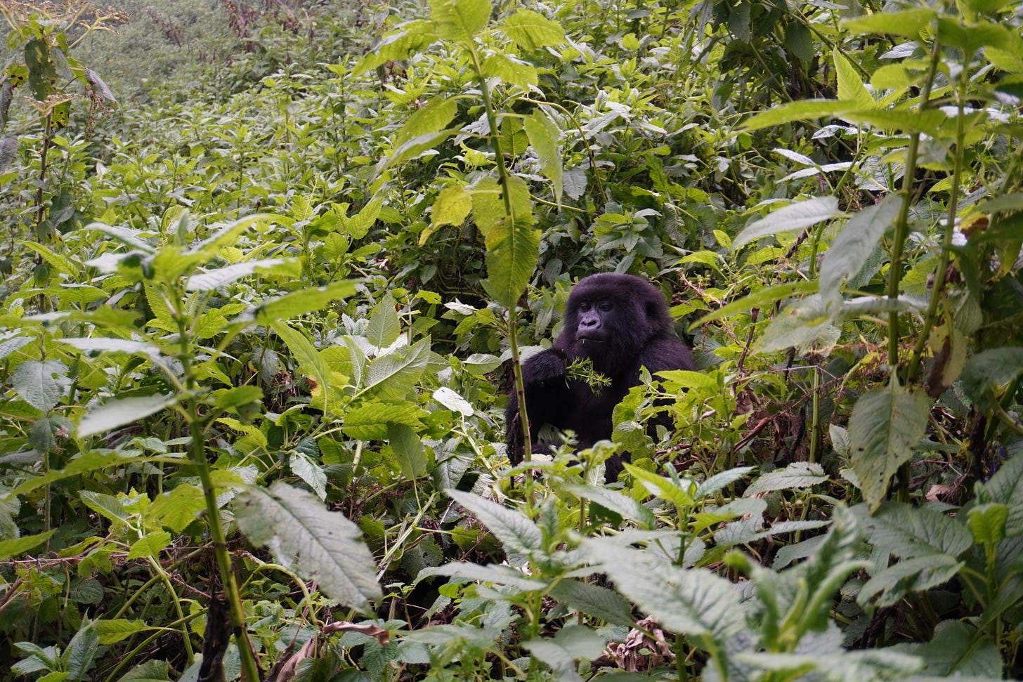 Young gorilla feeding in volcanoes national park