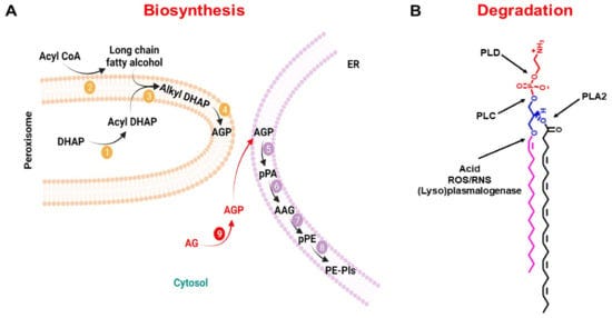 Membranes 11 00838 g002 550