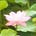 rerooted with sondra yu