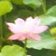 rerooted with sondra yu