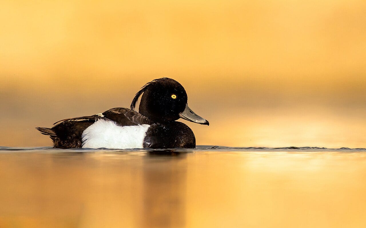 male tufted duck on the water