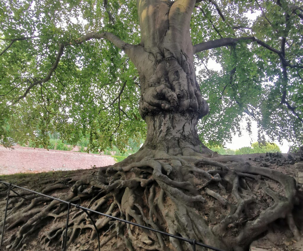 Large grey knotted and knarled tree trunk stands in the middle of the photo.  The green leafed branches of the tree spread out nearly to the ground around the tree trunk in the upper half of the photo. In the lower half is a cutaway of the earth, exposing all of the large roots of the tree.