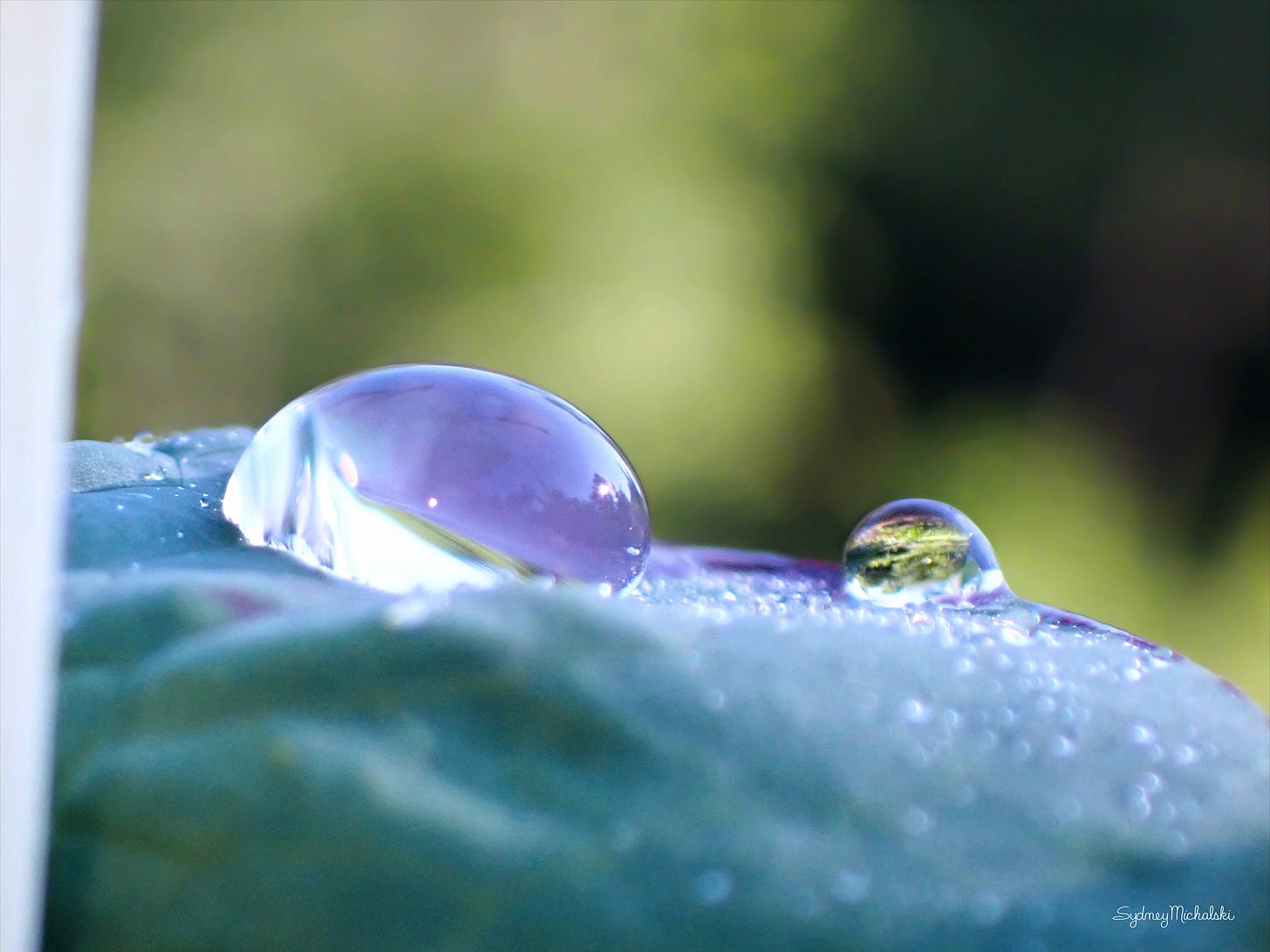 Droplets cling to the silvery blue surface of a kale leaf in the summer garden.