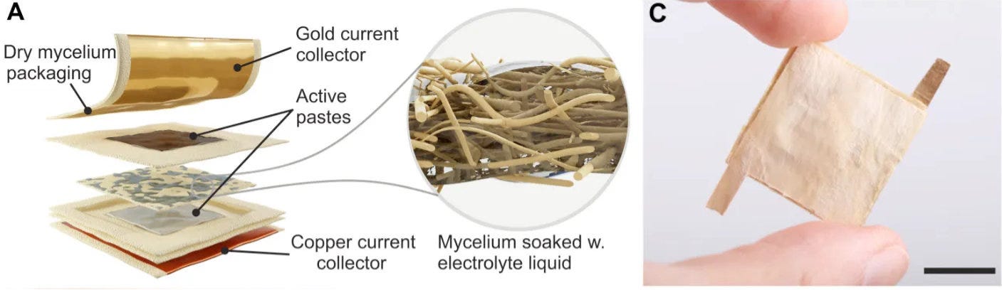 Figure extraite de l'article scientifique sur les batteries à base de mycelium : (A) les différentes couches de matériaux, (C) une photo de batterie = un carré couleur chair de 2cm de côté Figure extraite de l'article scientifique sur les batteries à base de mycelium : (A) les différentes couches de matériaux, (C) une photo de batterie = un carré couleur chair de 2cm de côté