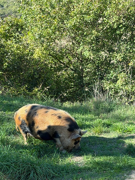 Ogier visit