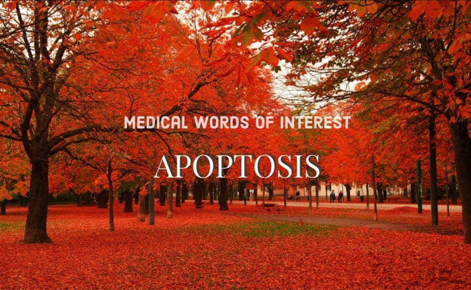 Apoptosis–Falling Leaves in Autumn – John E Kehoe, MD