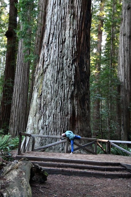 Stout Grove, Jedediah Smith Redwoods State Park, northern California