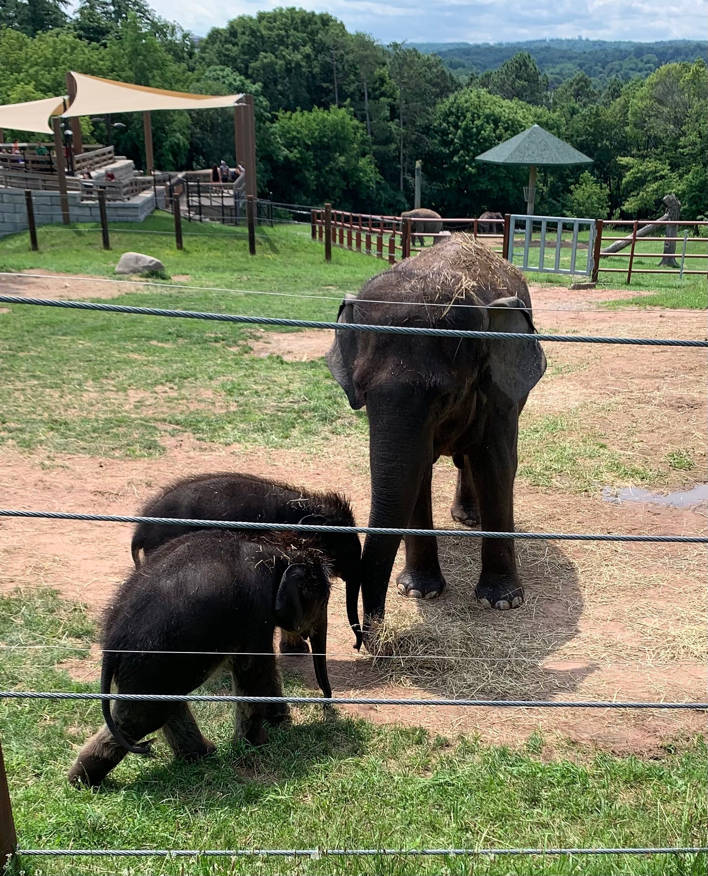 An adult baby elephant eats hay and faces the camera. Two baby elephants stand close by her and each other as they also root around on the ground with their trunks
