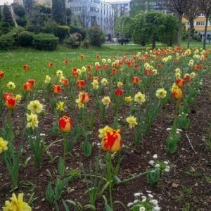 Banja Luka Tulip Banja Luka Tulip