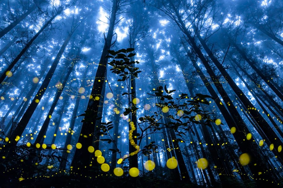 An upward-looking view inside a dark forest, dotted by many yellow-green blobs—firefly trails caught in a long exposure An upward-looking view inside a dark forest, dotted by many yellow-green blobs—firefly trails caught in a long exposure