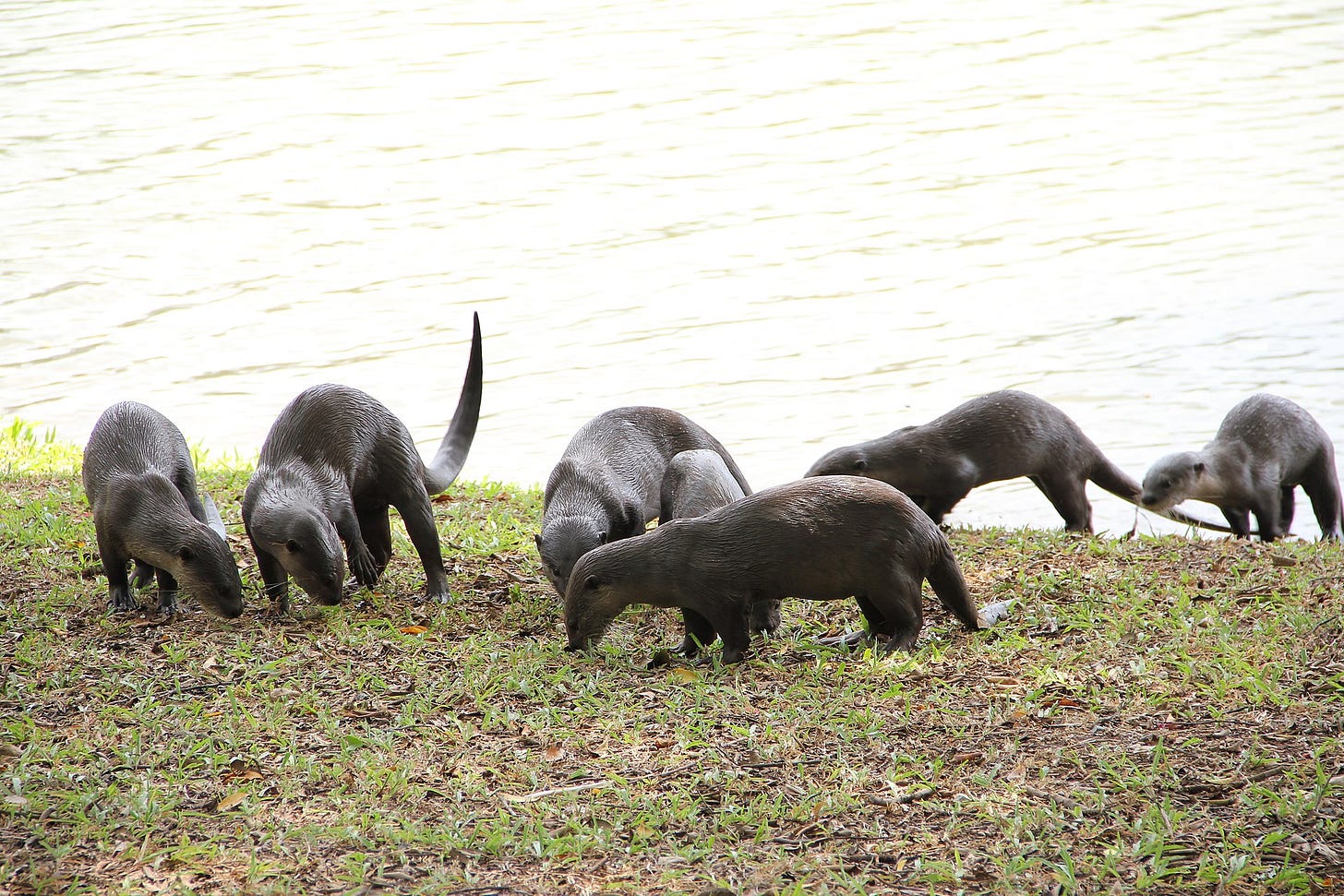 A group of smooth-coated otters exits a river in Singapore