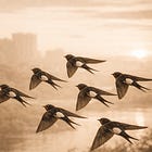 Once a Year on Red Note: Are TikTok Refugees Becoming Digital Migratory Birds?