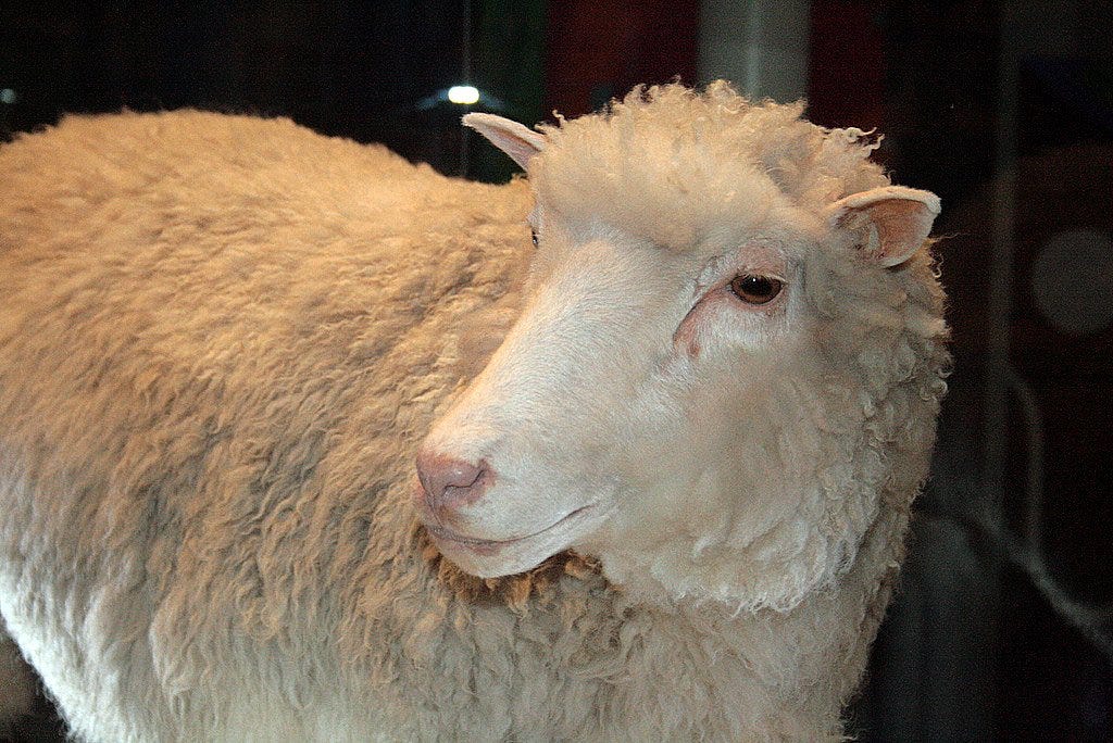 Dolly the sheep at the National Museum of Scotland.
