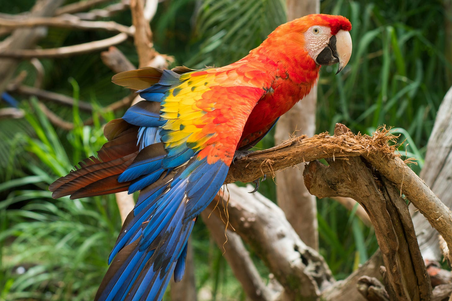 Scarlet Macaw in Belize Scarlet Macaw in Belize